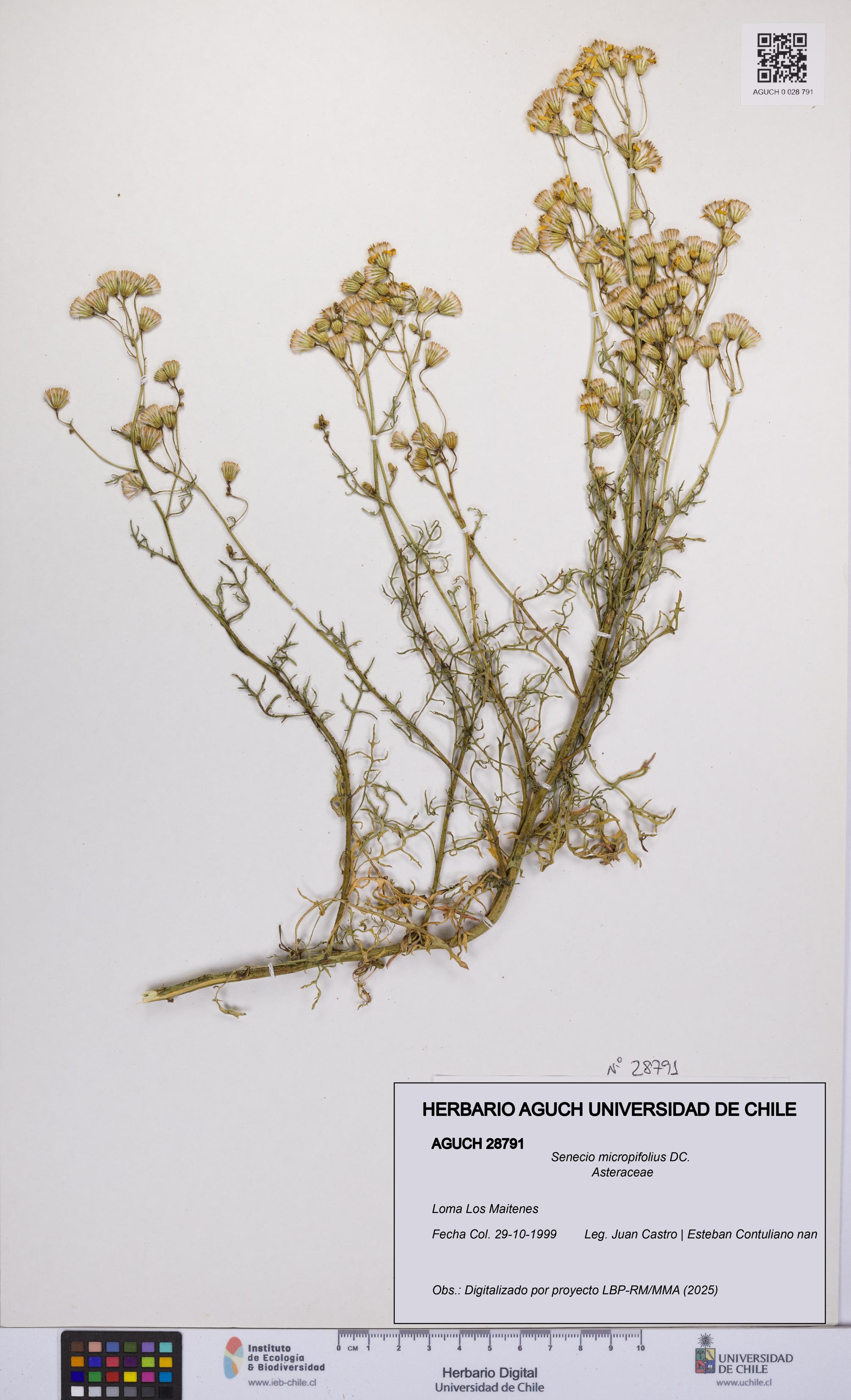 Senecio micropifolius [Espécimen: UCH:AGUCH:0028791]
