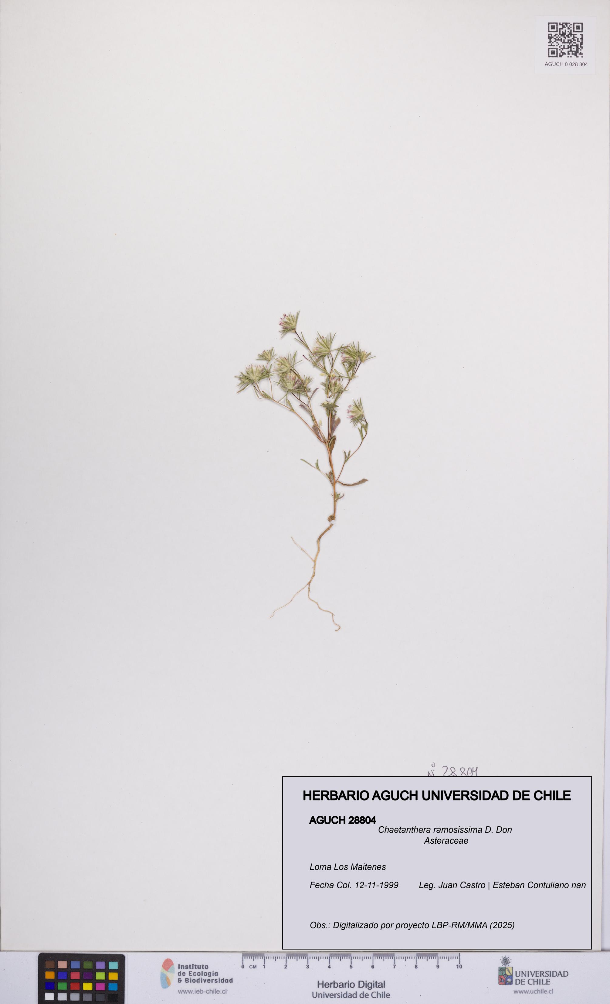 Chaetanthera ramosissima [Espécimen: UCH:AGUCH:0028804]