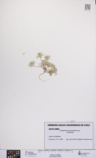 Chaetanthera moenchioides [Espécimen: UCH:AGUCH:0028805]