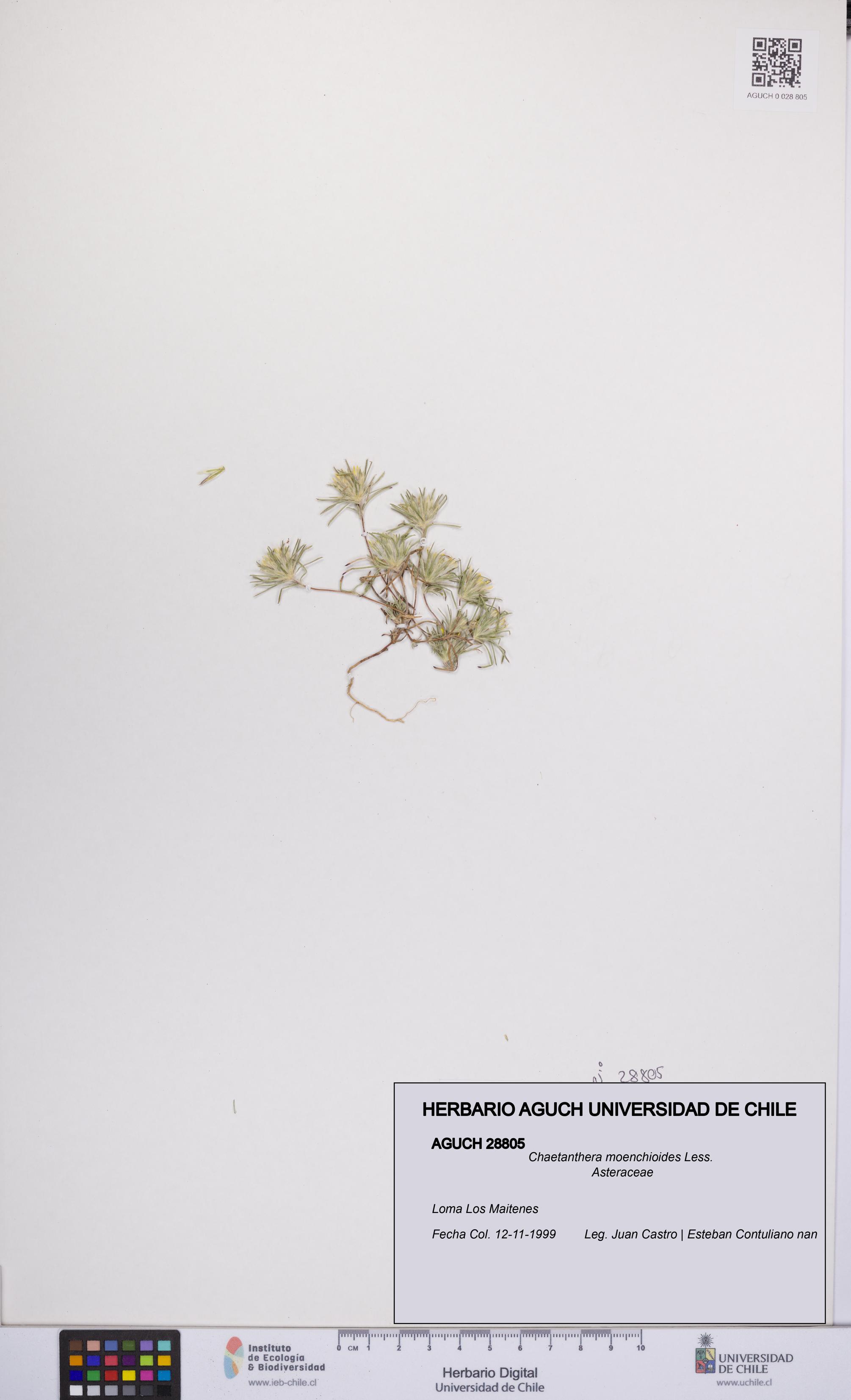 Chaetanthera moenchioides [Espécimen: UCH:AGUCH:0028805]