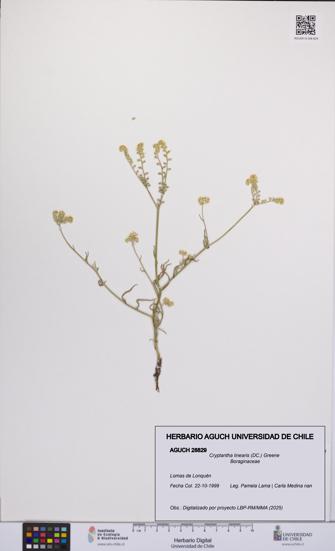 Cryptantha linearis [Espécimen: UCH:AGUCH:0028829]