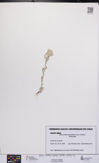 Gamochaeta stachydifolia [Espécimen: UCH:AGUCH:0028842]