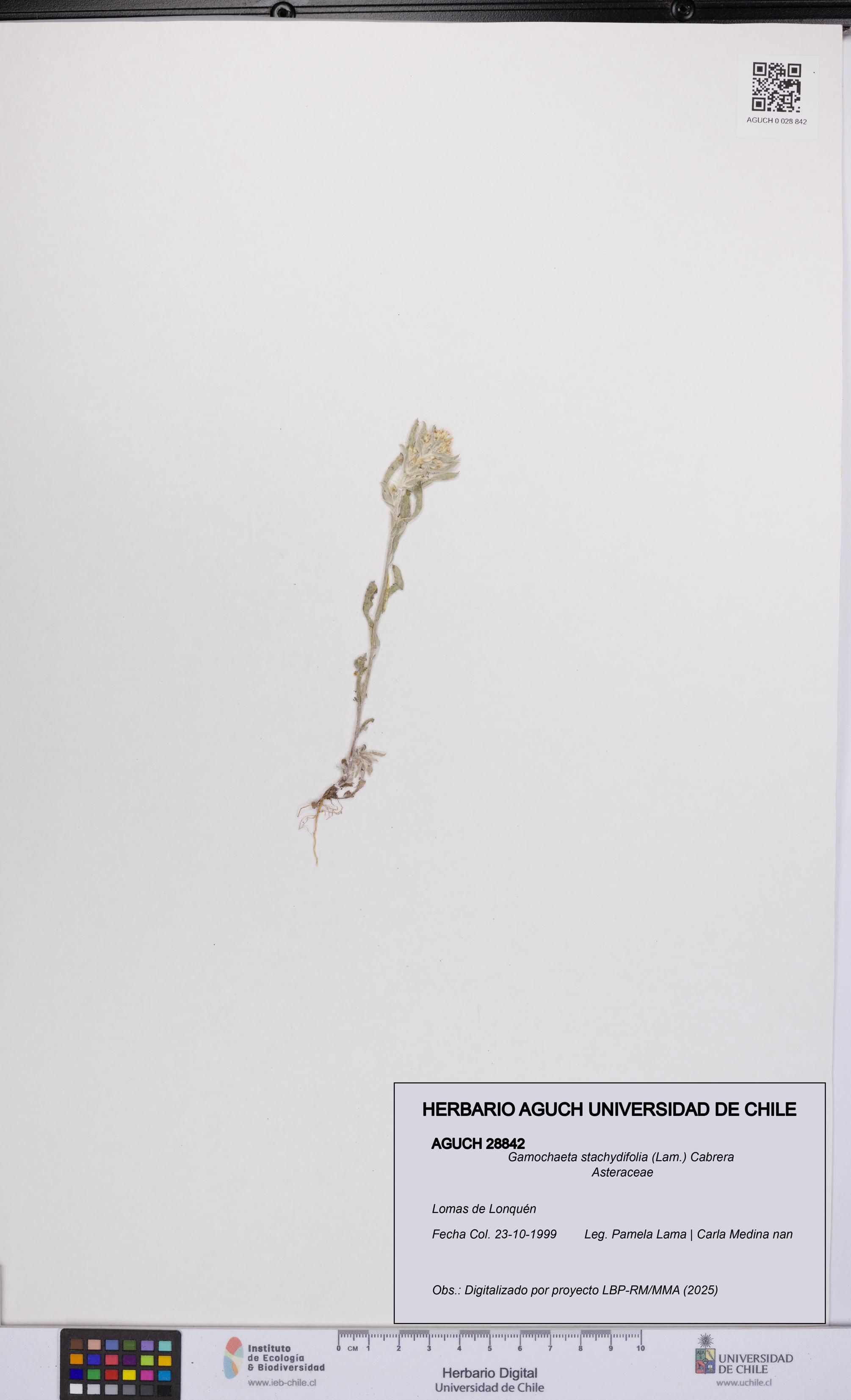 Gamochaeta stachydifolia [Espécimen: UCH:AGUCH:0028842]