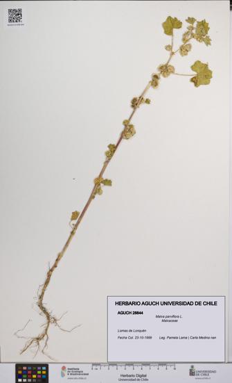 Malva parviflora [Espécimen: UCH:AGUCH:0028844]