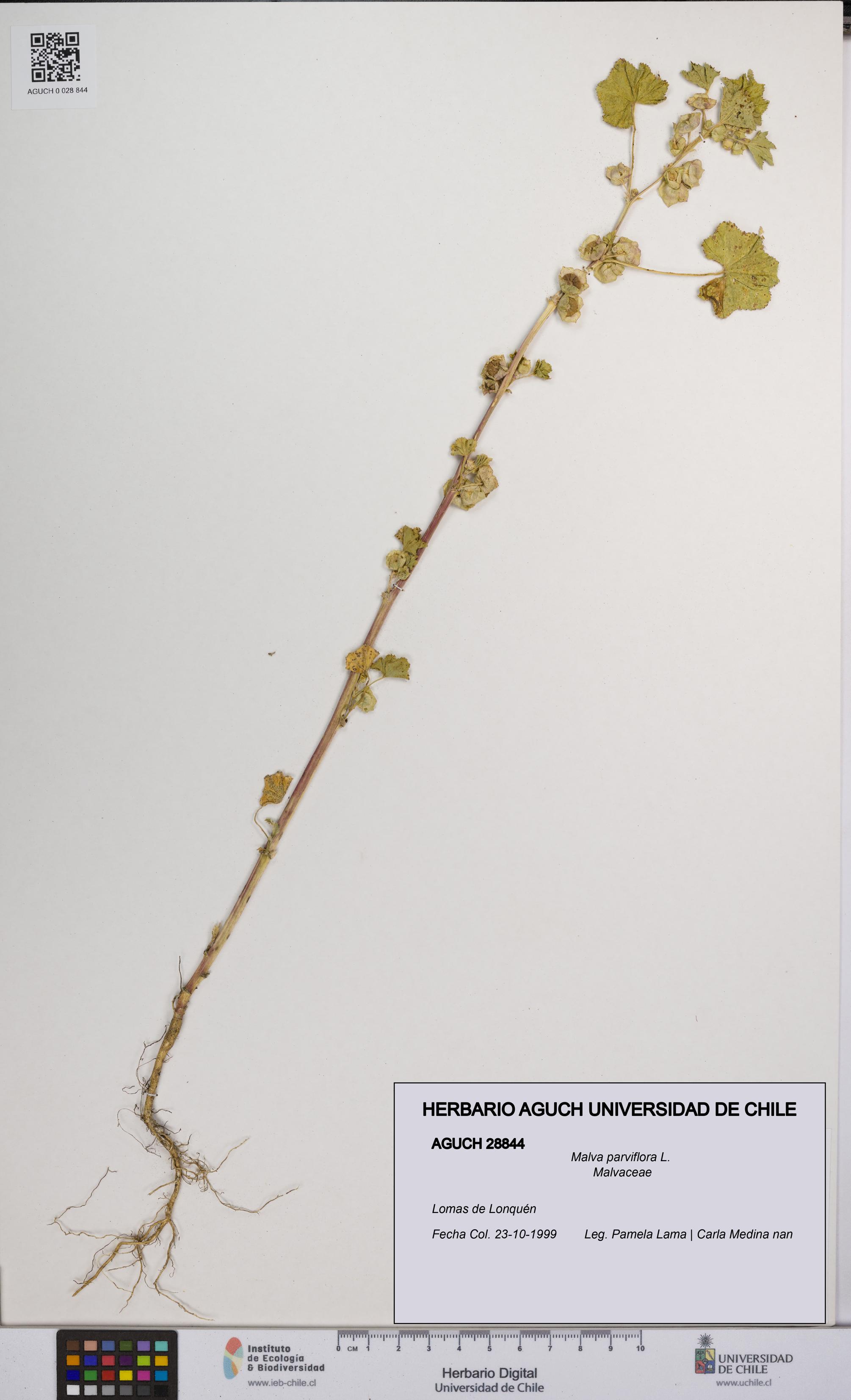 Malva parviflora [Espécimen: UCH:AGUCH:0028844]