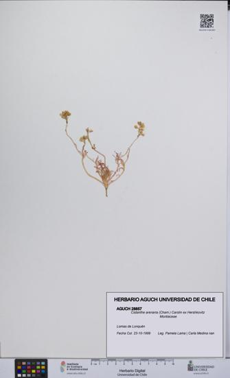 Cistanthe arenaria [Espécimen: UCH:AGUCH:0028857]