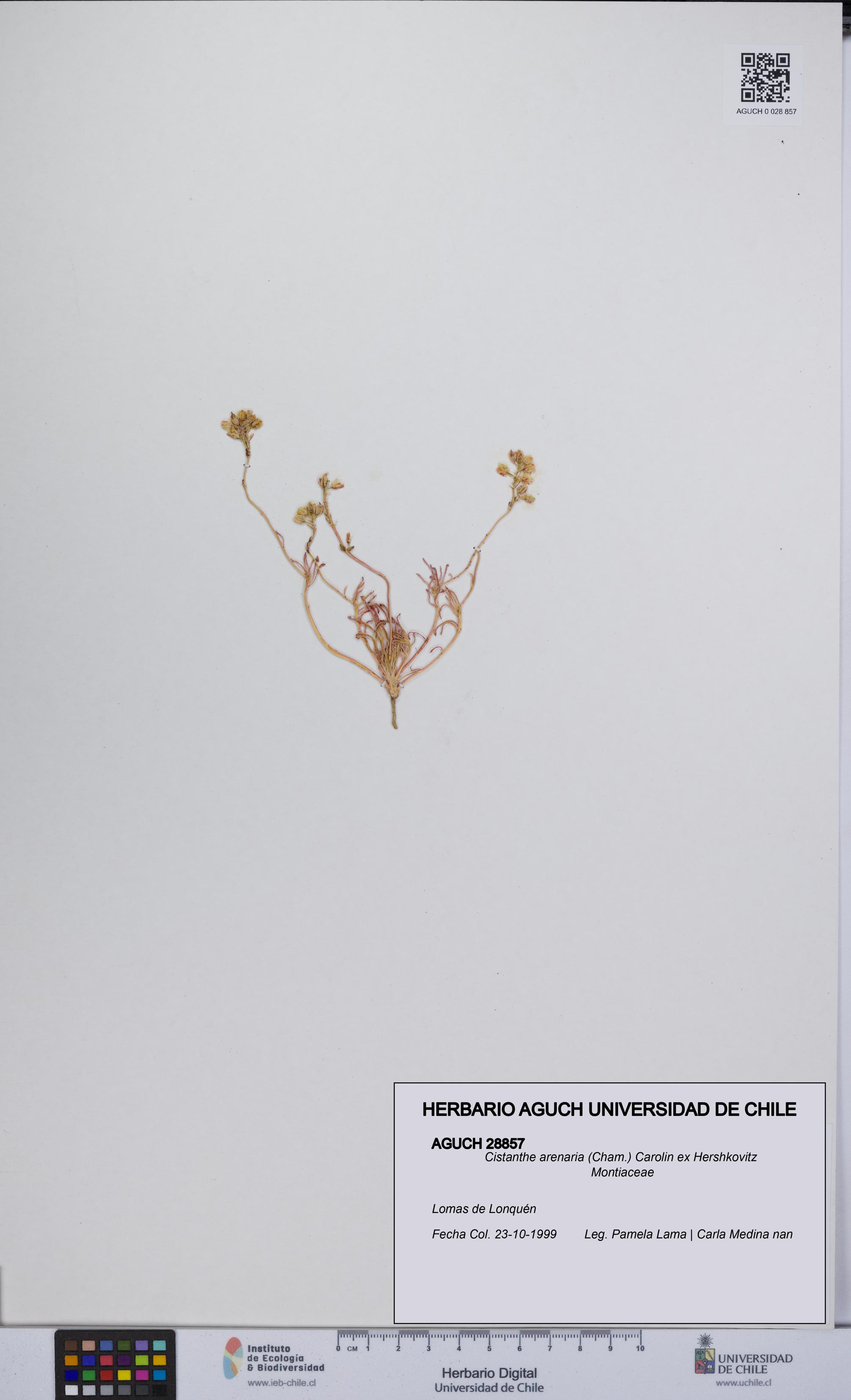 Cistanthe arenaria [Espécimen: UCH:AGUCH:0028857]