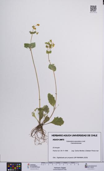 Calceolaria ascendens [Espécimen: UCH:AGUCH:0028872]