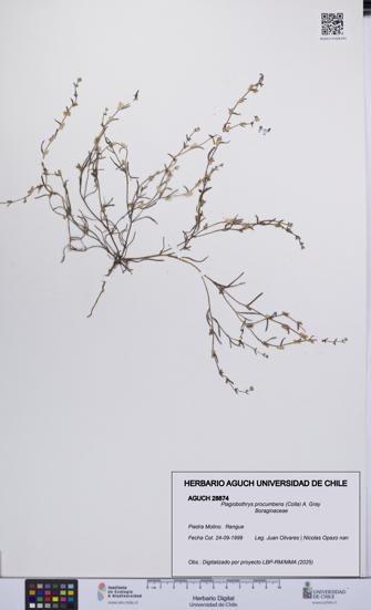 Plagiobothrys procumbens [Espécimen: UCH:AGUCH:0028874]