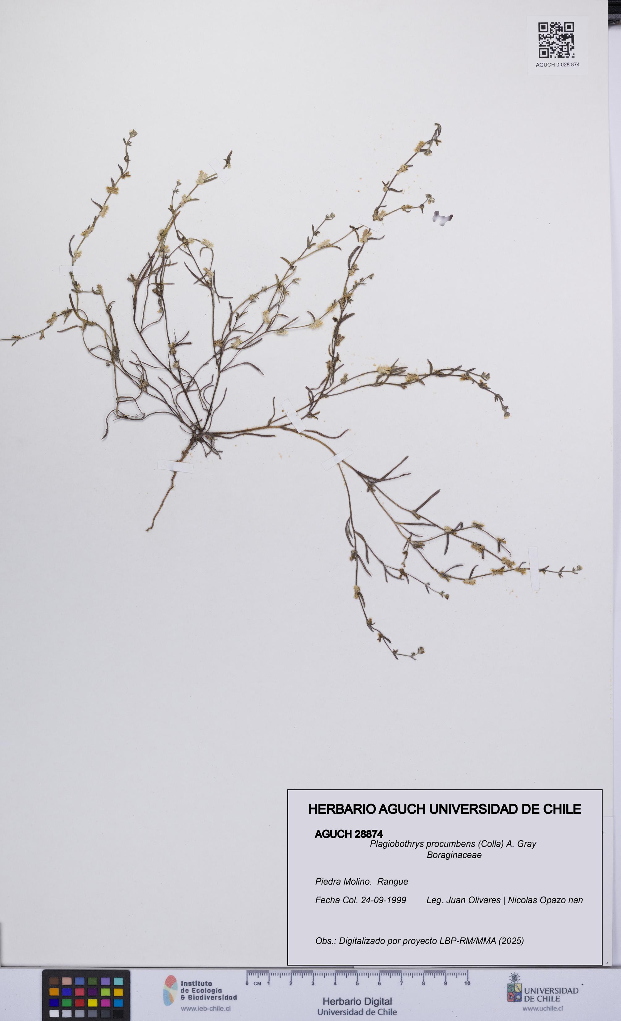 Plagiobothrys procumbens [Espécimen: UCH:AGUCH:0028874]