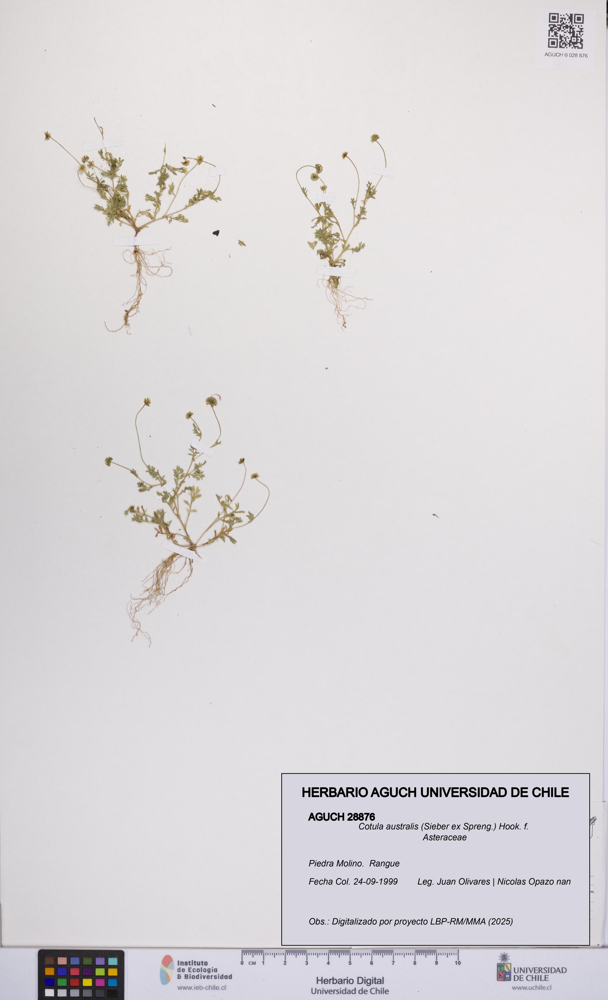 Cotula australis [Espécimen: UCH:AGUCH:0028876]