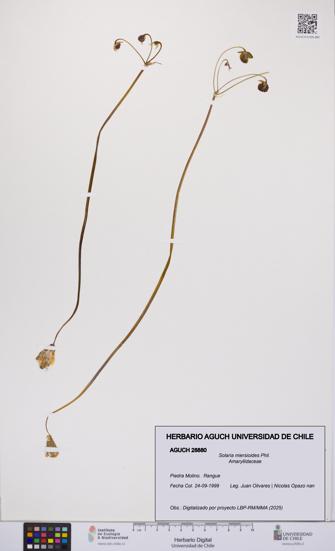 Solaria miersioides [Espécimen: UCH:AGUCH:0028880]