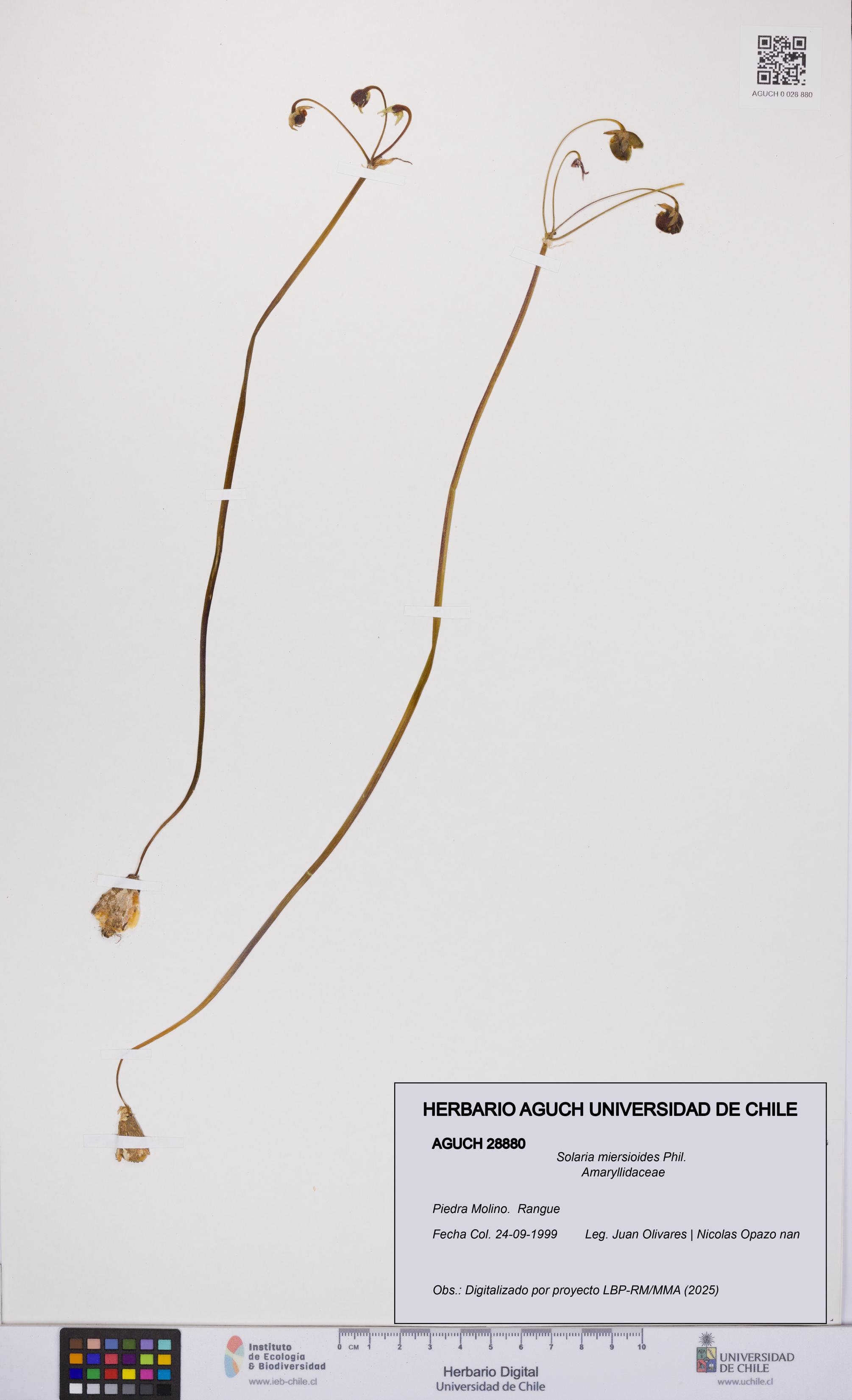 Solaria miersioides [Espécimen: UCH:AGUCH:0028880]