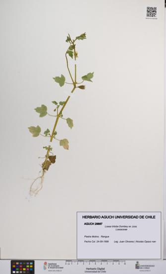 Loasa triloba [Espécimen: UCH:AGUCH:0028887]