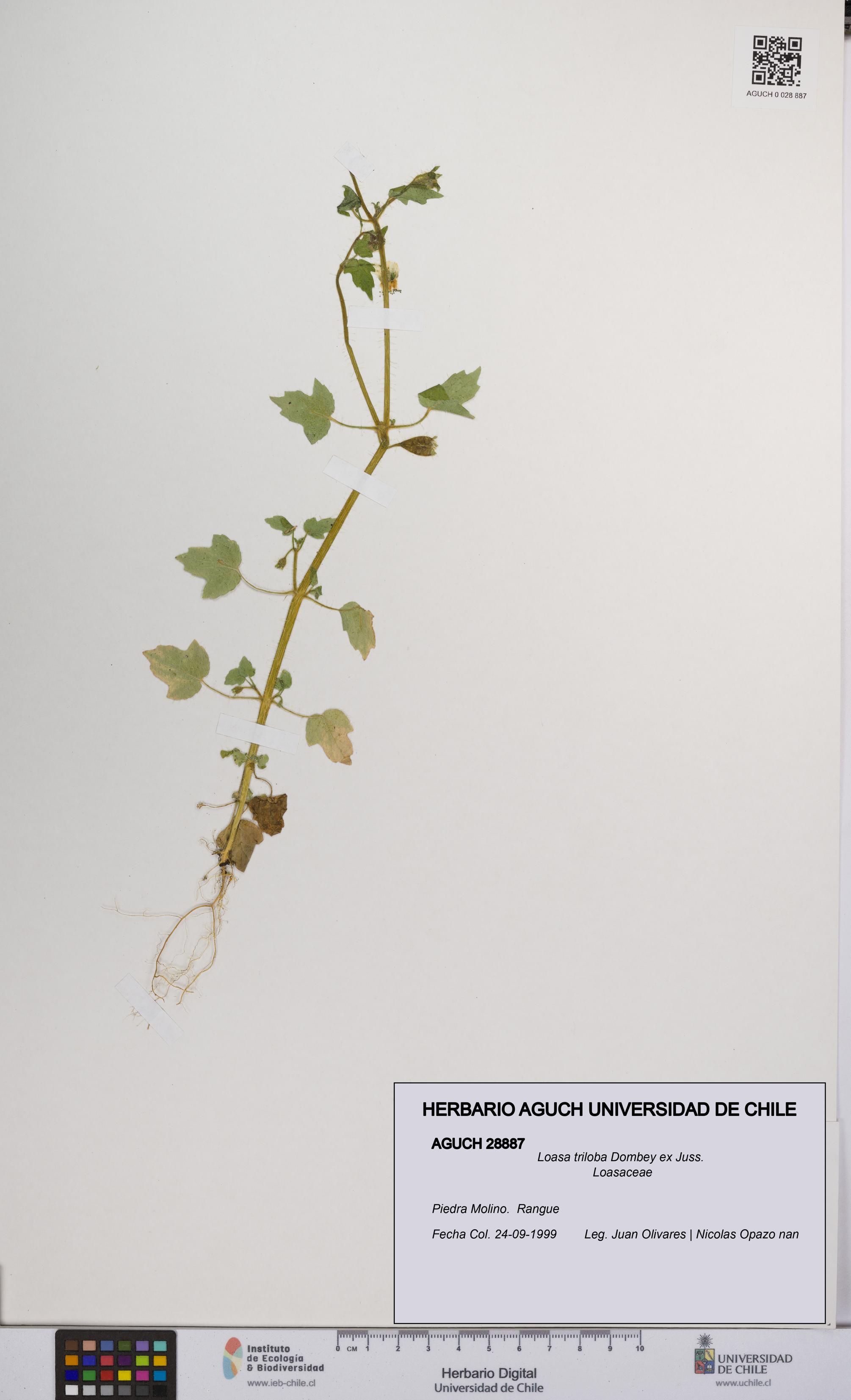 Loasa triloba [Espécimen: UCH:AGUCH:0028887]