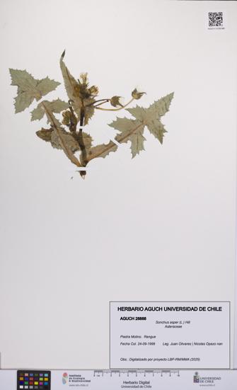 Sonchus asper [Espécimen: UCH:AGUCH:0028888]