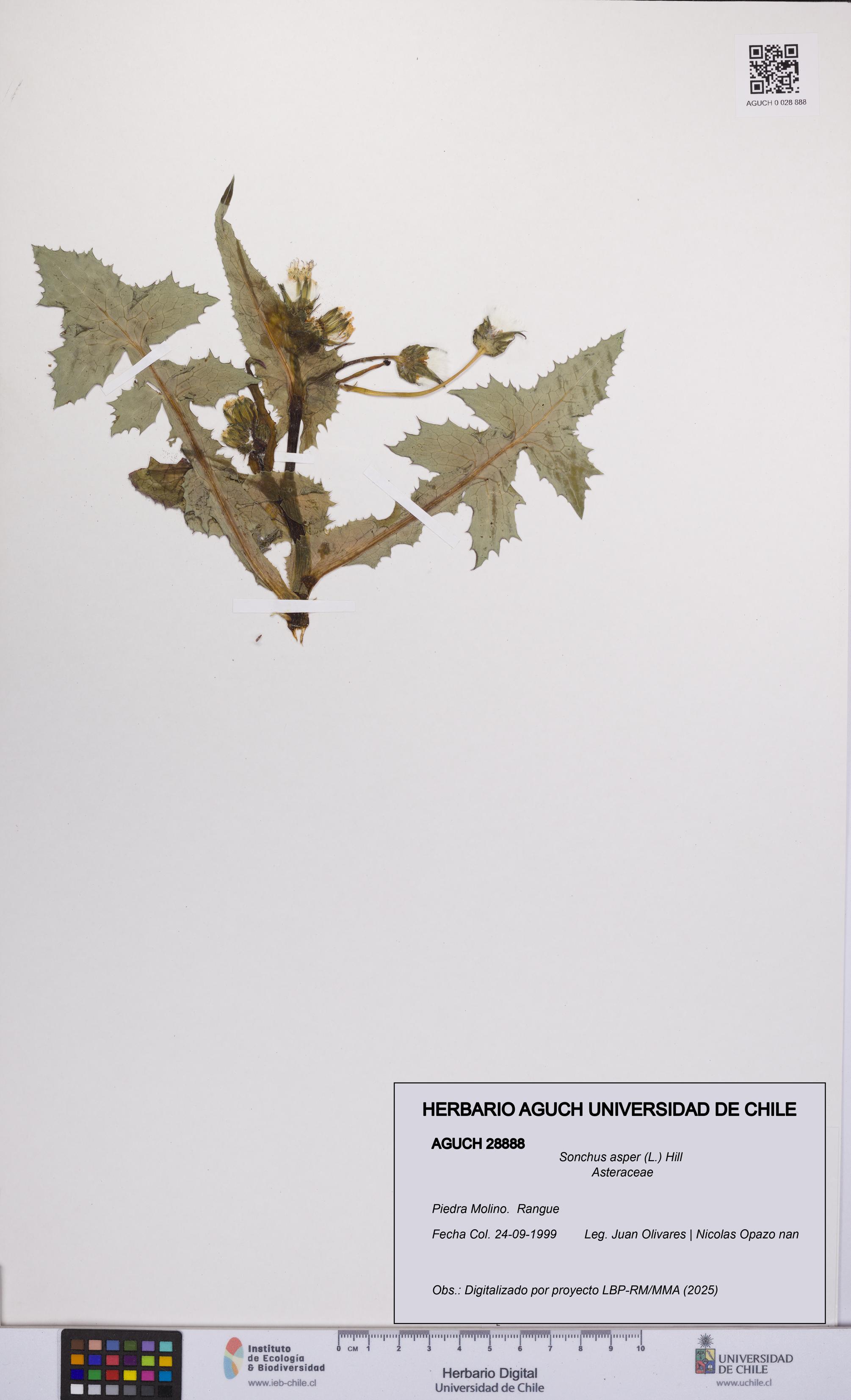 Sonchus asper [Espécimen: UCH:AGUCH:0028888]