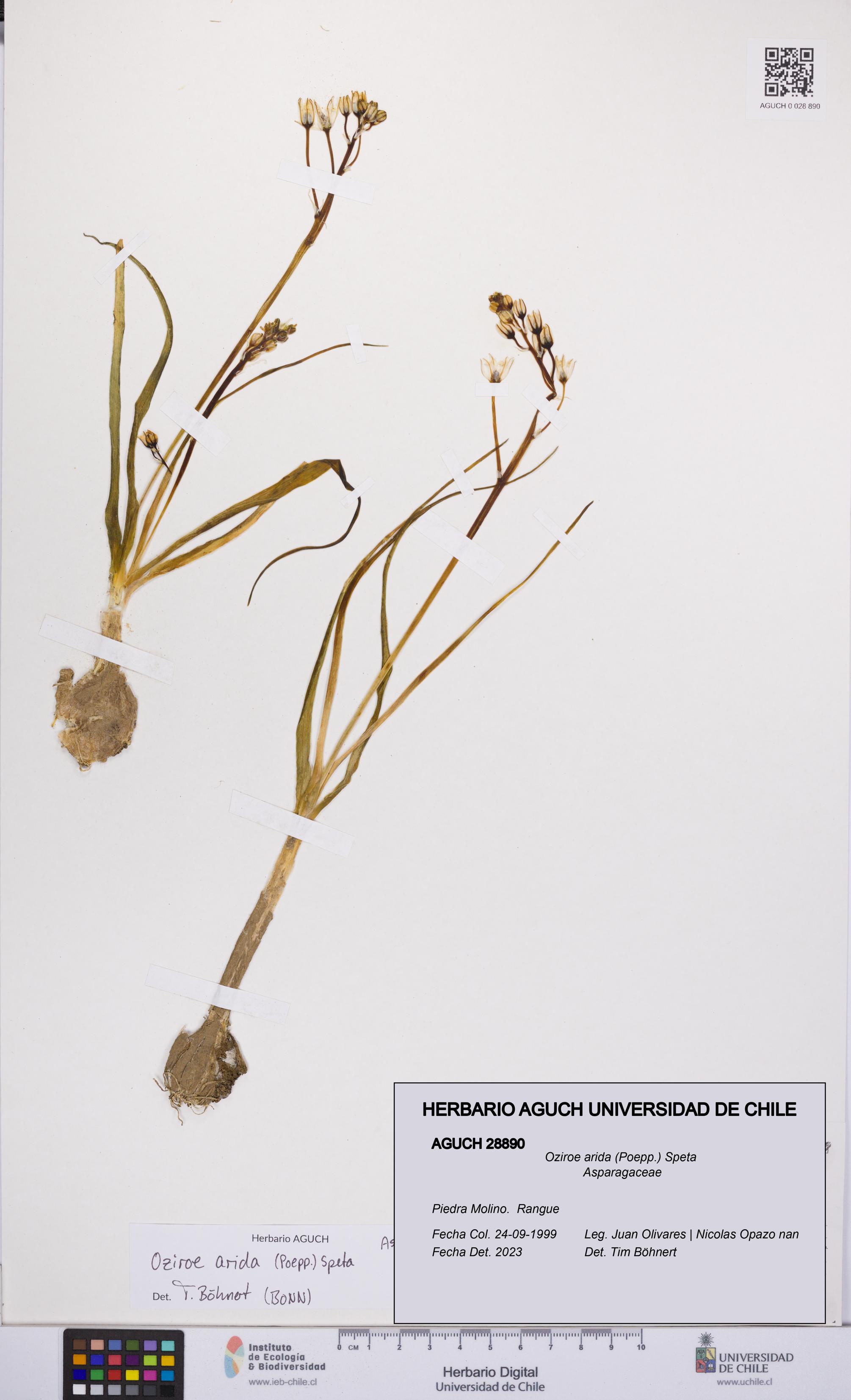 Oziroe arida [Espécimen: UCH:AGUCH:0028890]
