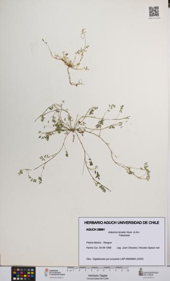Adesmia tenella [Espécimen: UCH:AGUCH:0028891]