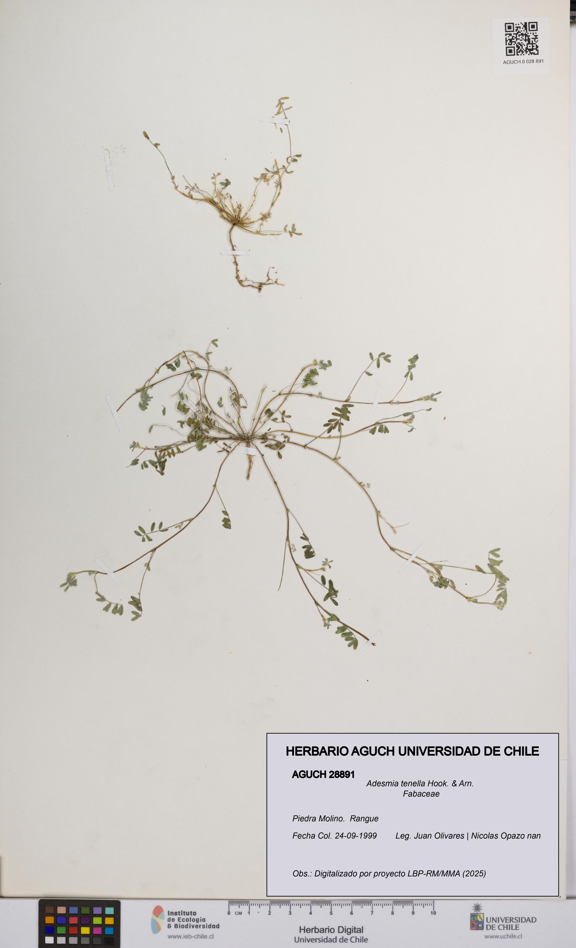 Adesmia tenella [Espécimen: UCH:AGUCH:0028891]