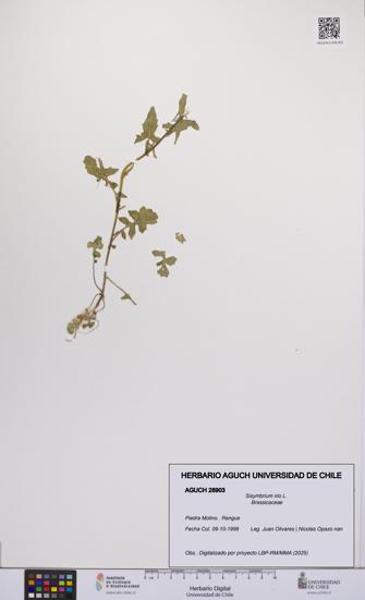 Sisymbrium irio [Espécimen: UCH:AGUCH:0028903]