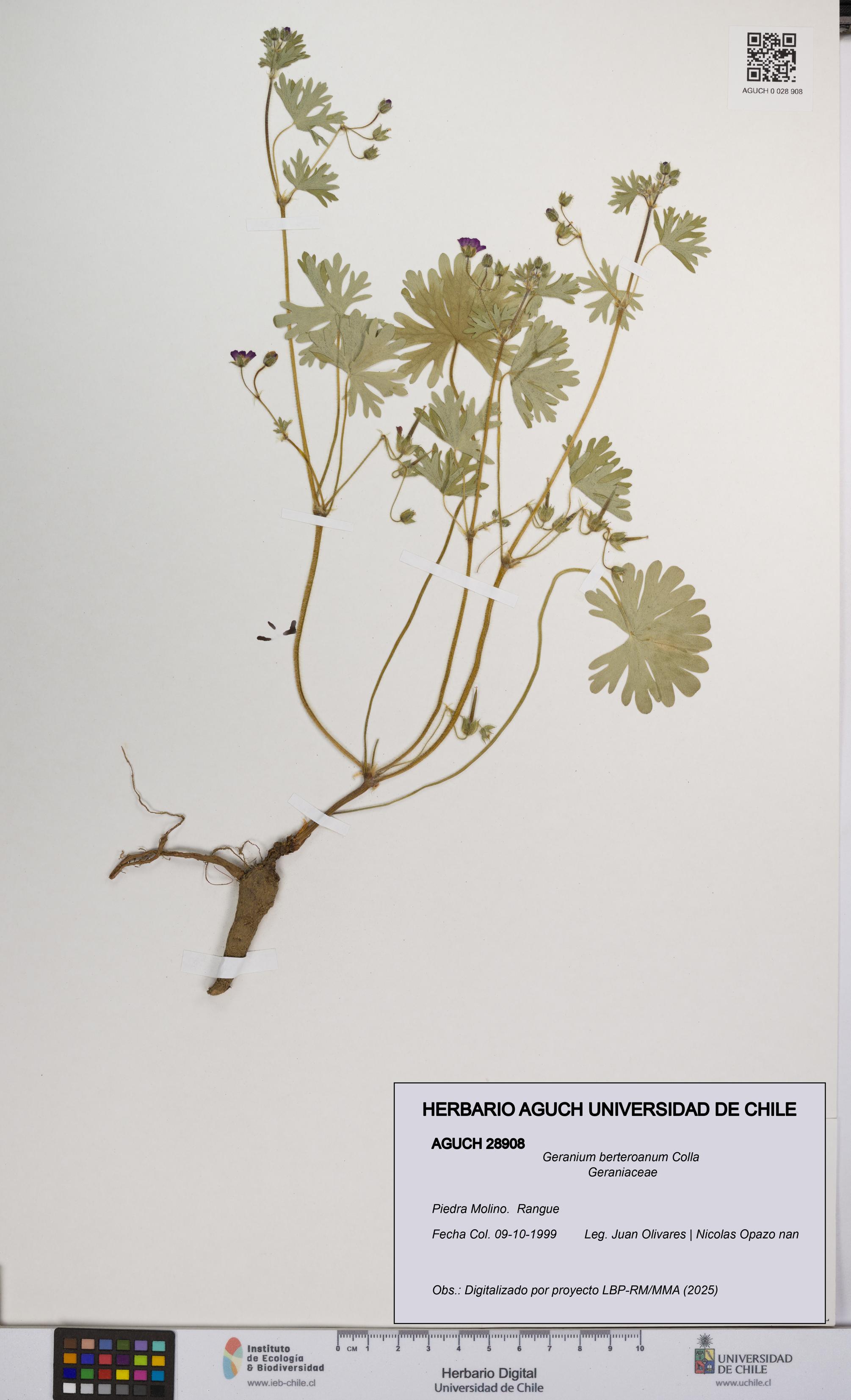 Geranium berteroanum [Espécimen: UCH:AGUCH:0028908]