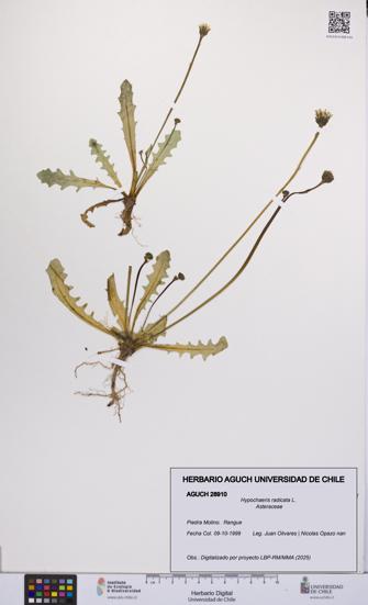 Hypochaeris radicata [Espécimen: UCH:AGUCH:0028910]