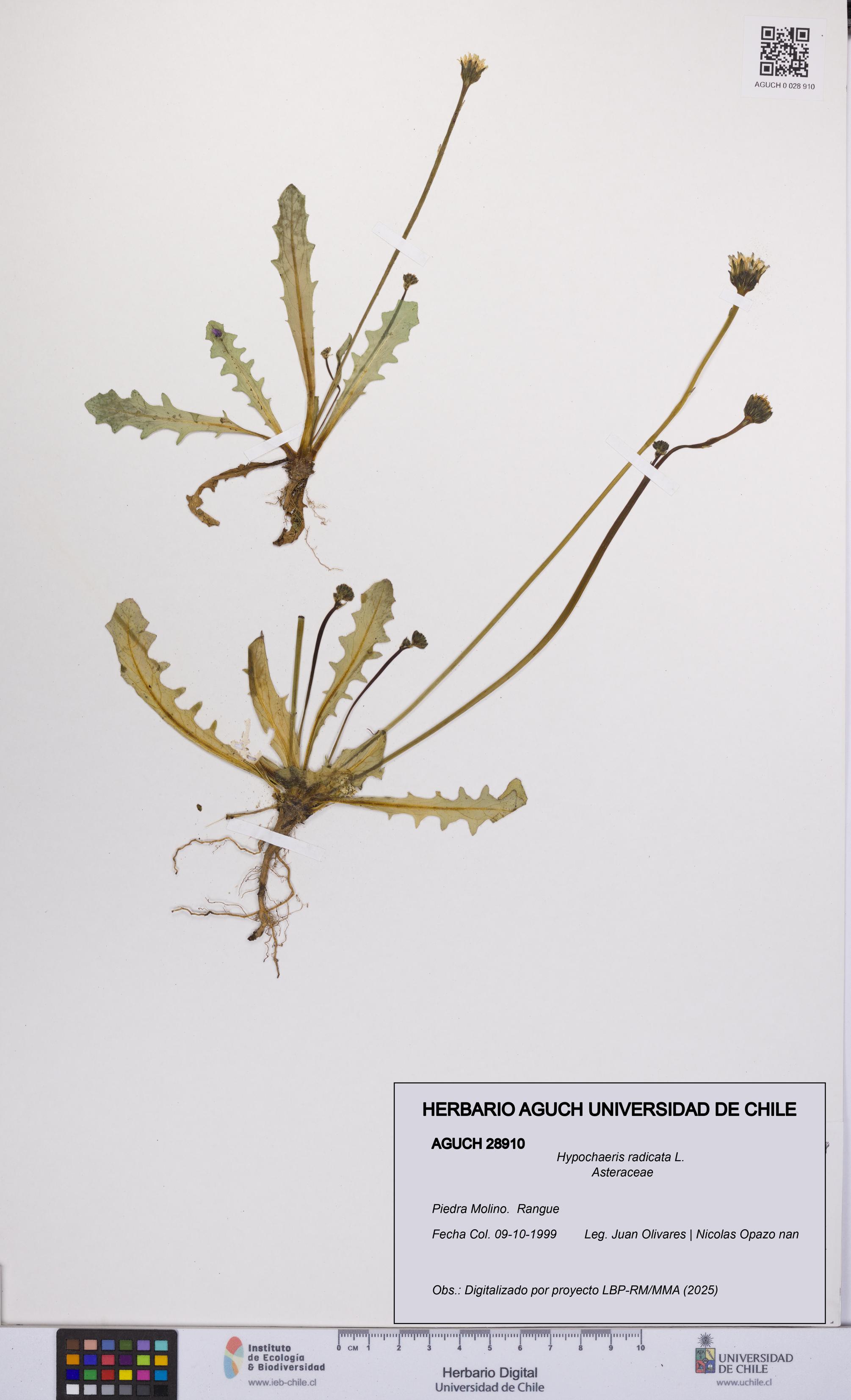 Hypochaeris radicata [Espécimen: UCH:AGUCH:0028910]