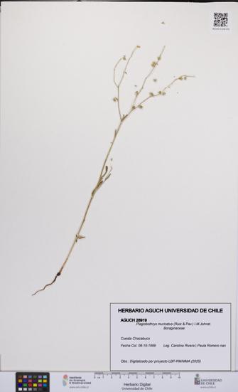 Plagiobothrys muricatus [Espécimen: ]