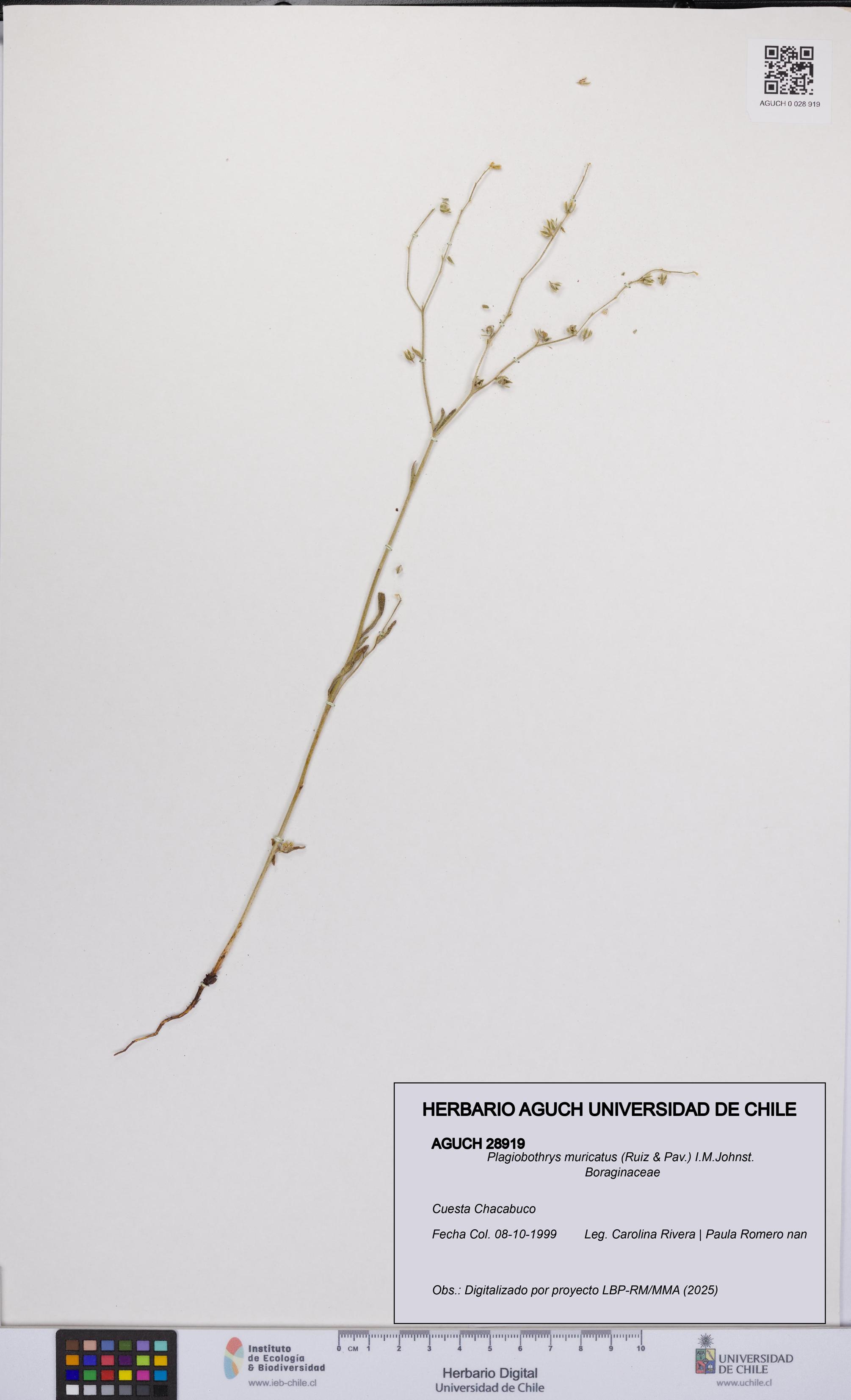 Plagiobothrys muricatus [Espécimen: ]