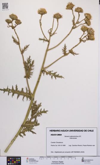 Senecio adenotrichius [Espécimen: UCH:AGUCH:0028924]