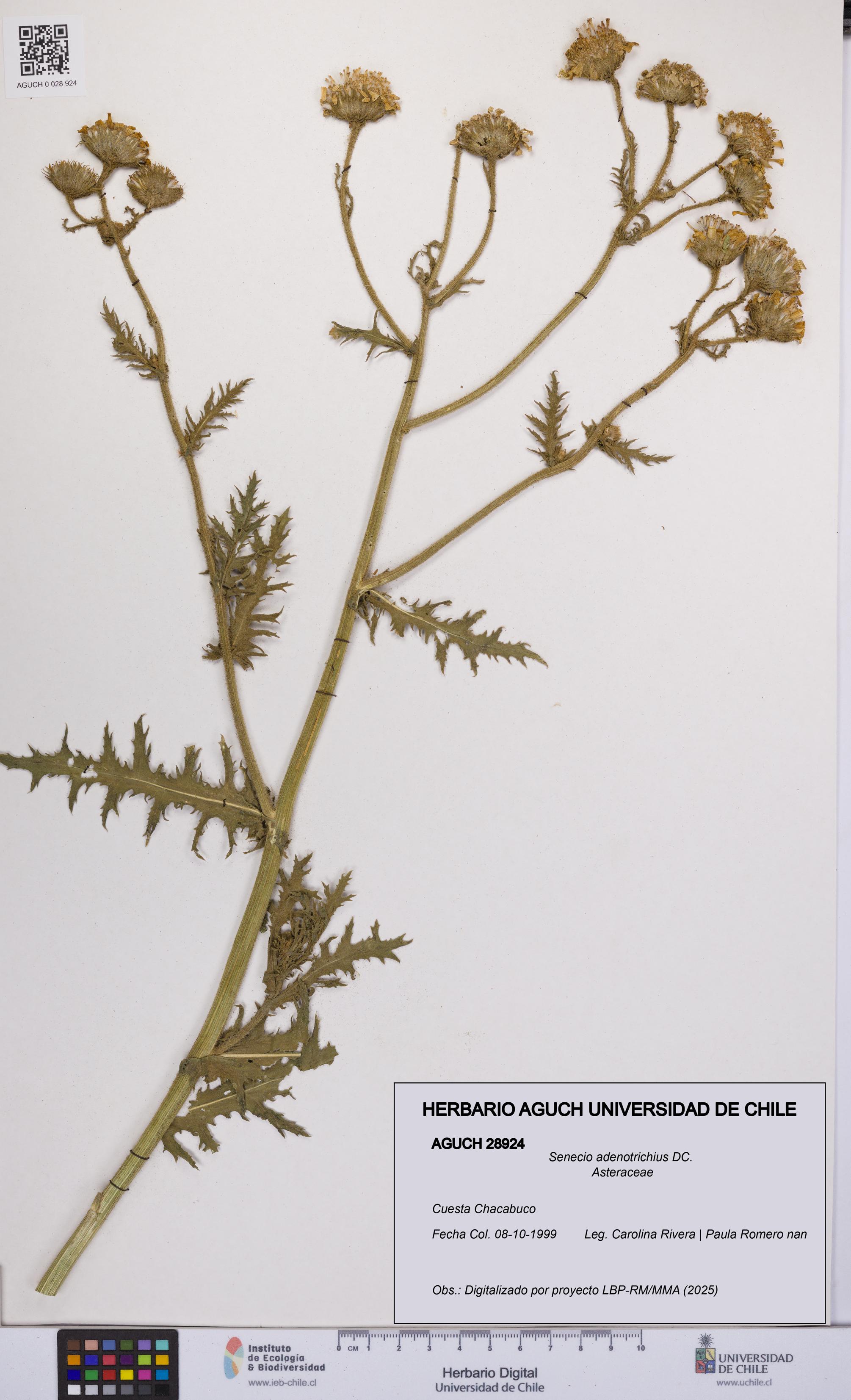 Senecio adenotrichius [Espécimen: UCH:AGUCH:0028924]