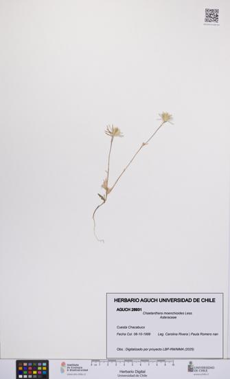 Chaetanthera moenchioides [Espécimen: UCH:AGUCH:0028931]