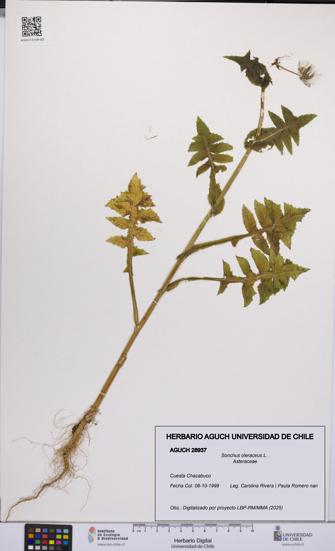 Sonchus oleraceus [Espécimen: UCH:AGUCH:0028937]