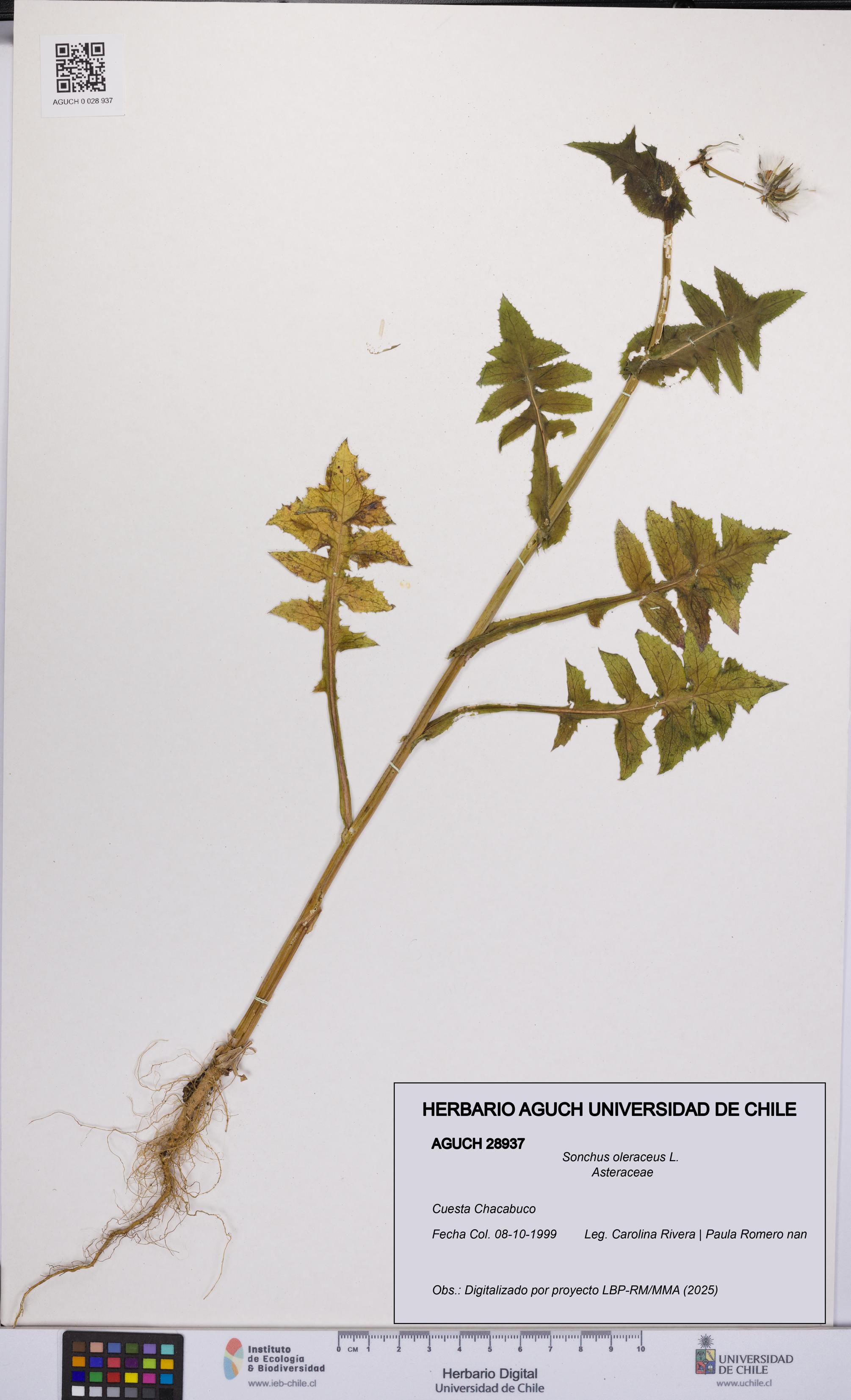 Sonchus oleraceus [Espécimen: UCH:AGUCH:0028937]