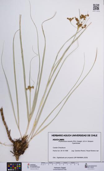 Phylloscirpus acaulis [Espécimen: UCH:AGUCH:0028953]