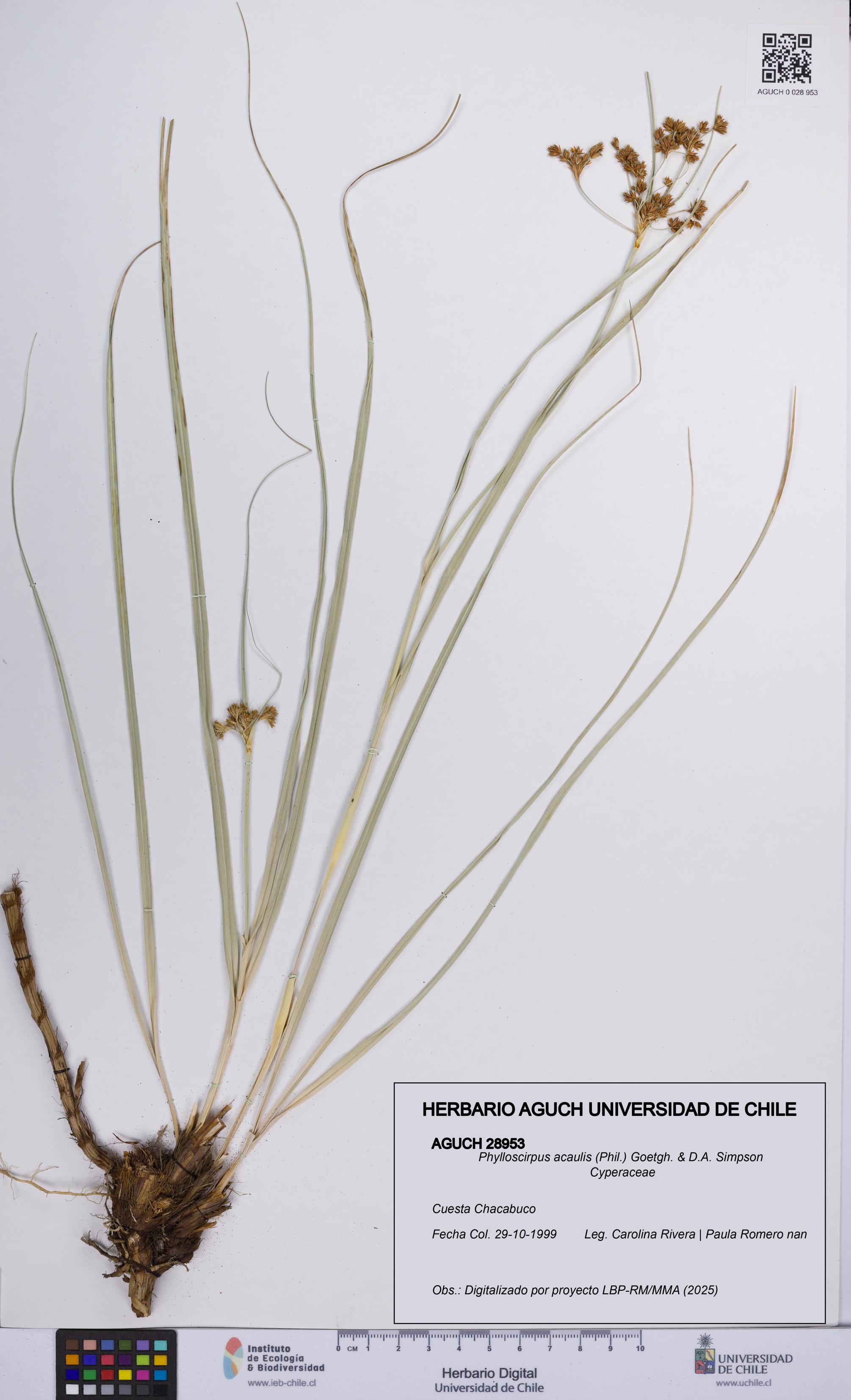 Phylloscirpus acaulis [Espécimen: UCH:AGUCH:0028953]