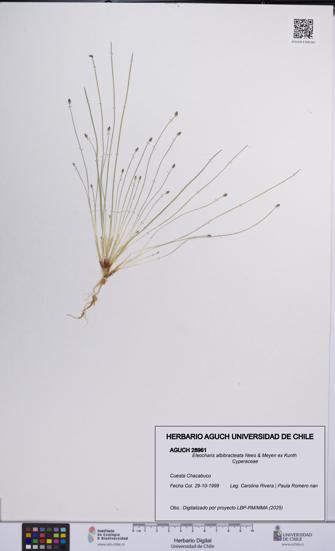 Eleocharis albibracteata [Espécimen: UCH:AGUCH:0028961]