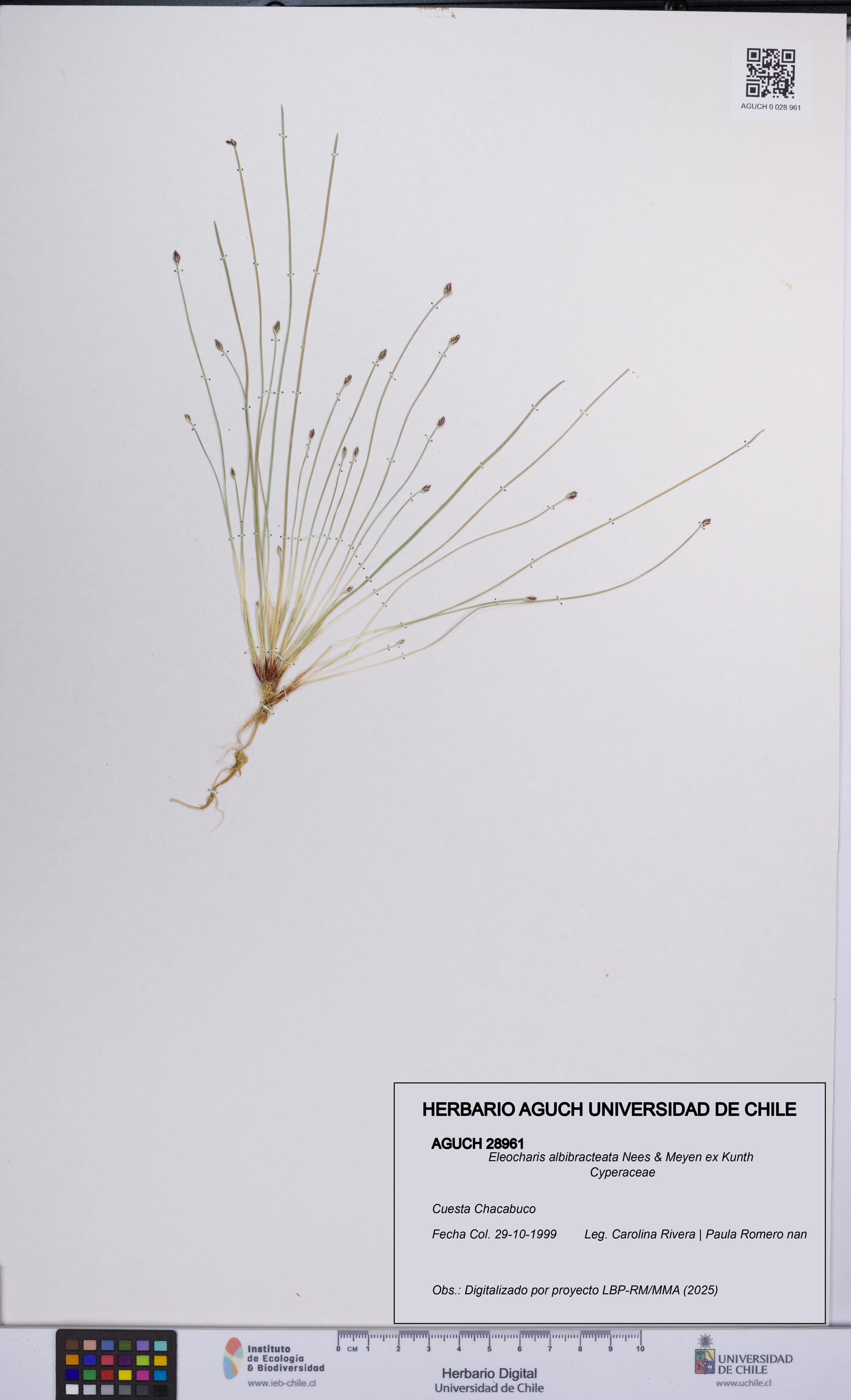 Eleocharis albibracteata [Espécimen: UCH:AGUCH:0028961]