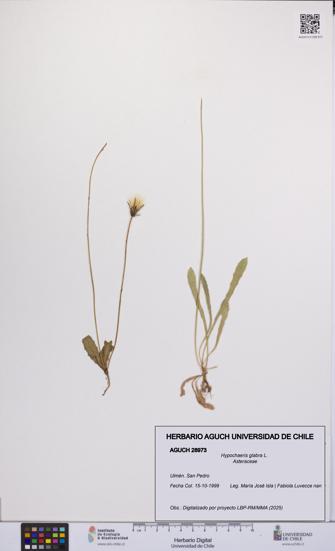 Hypochaeris glabra [Espécimen: UCH:AGUCH:0028973]