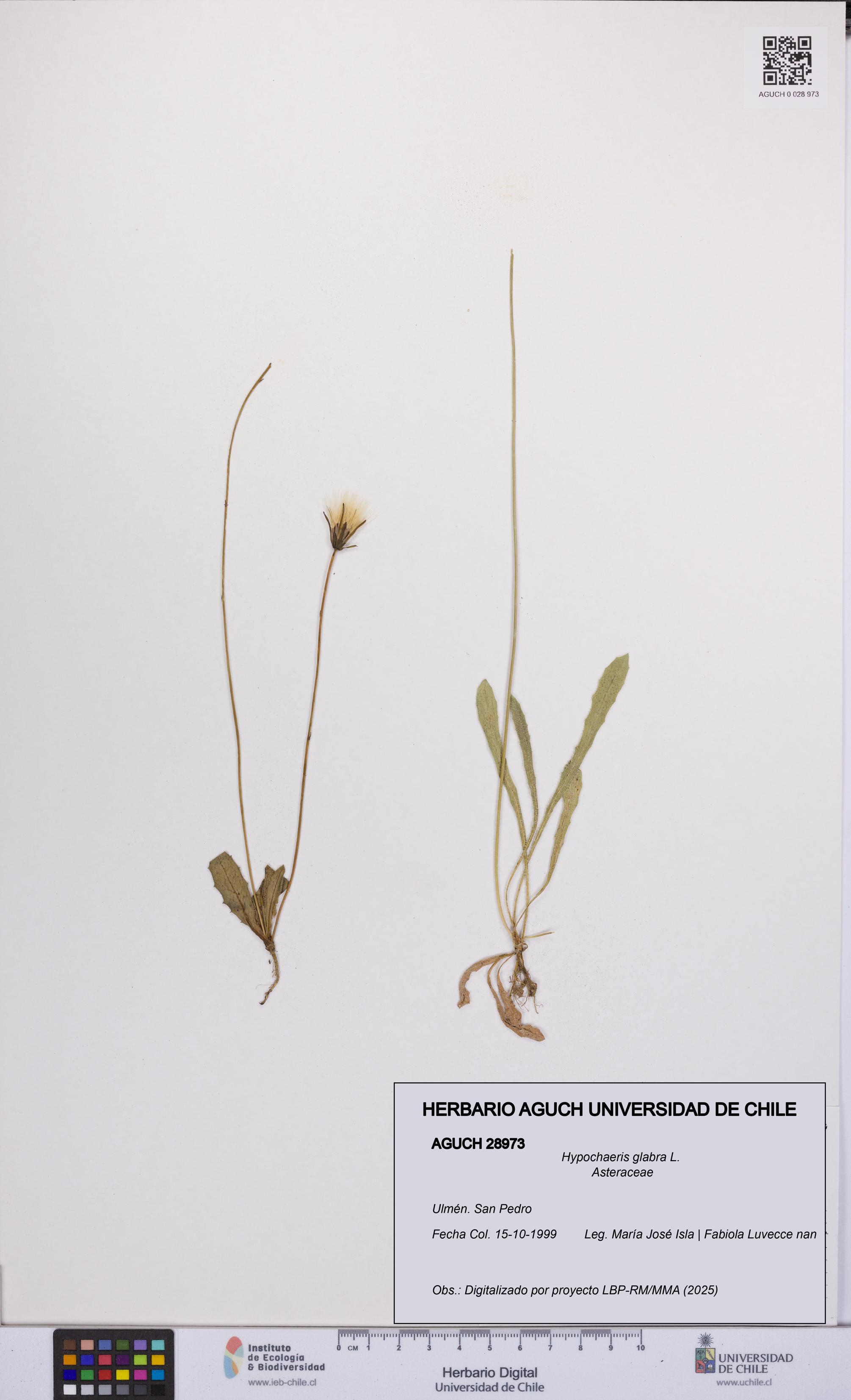 Hypochaeris glabra [Espécimen: UCH:AGUCH:0028973]