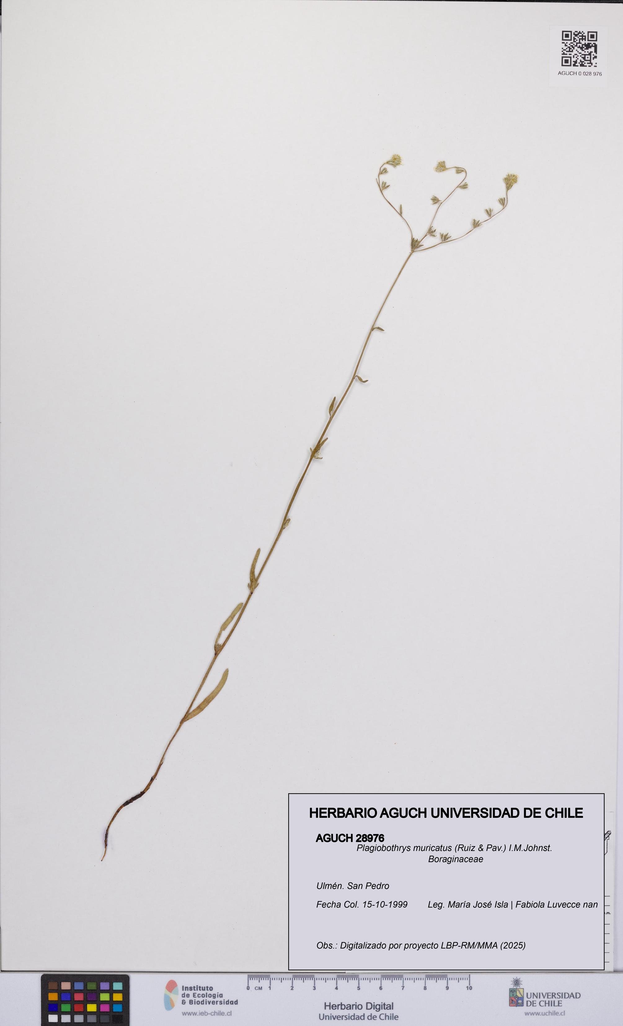 Plagiobothrys muricatus [Espécimen: ]