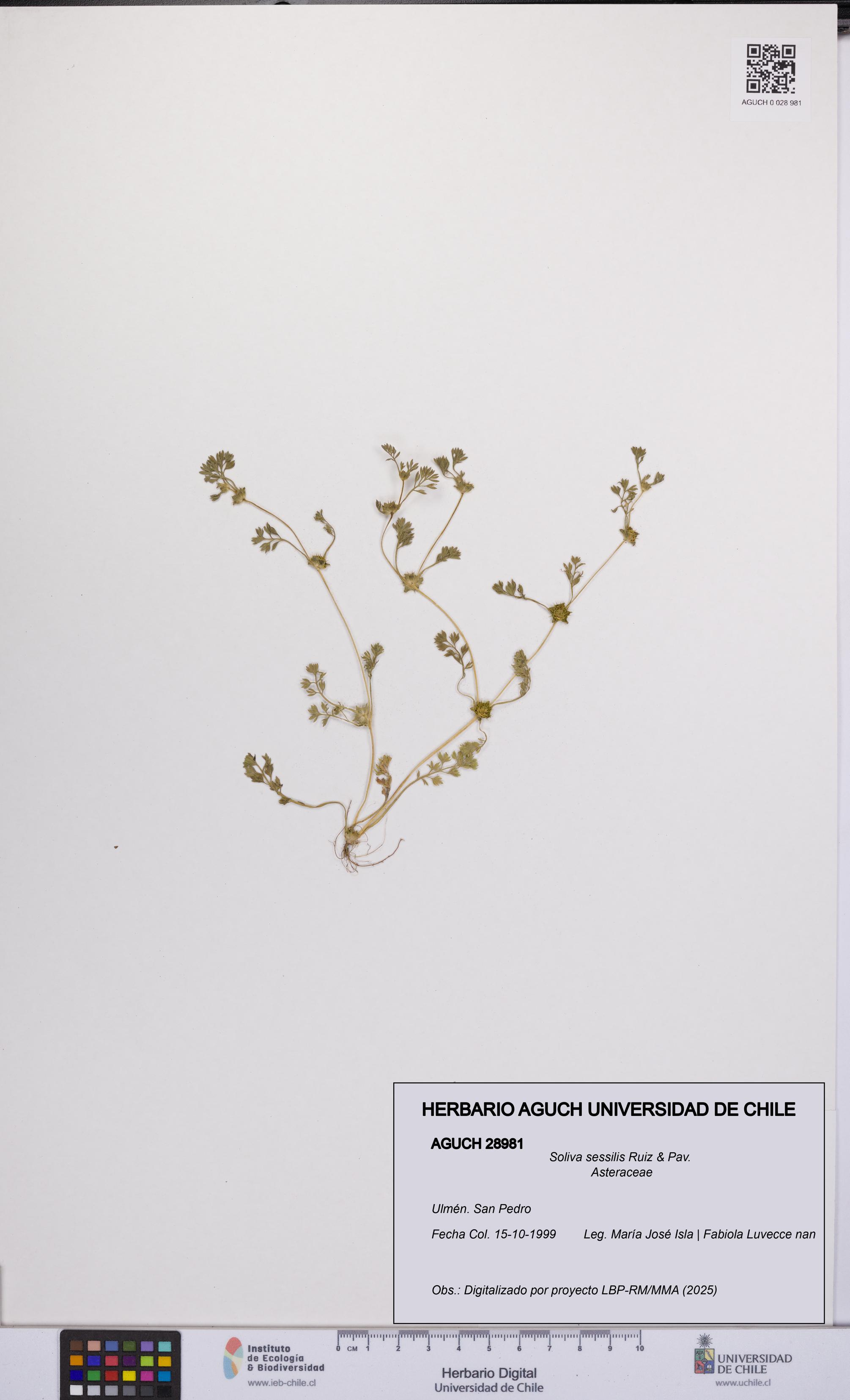 Soliva sessilis [Espécimen: UCH:AGUCH:0028981]