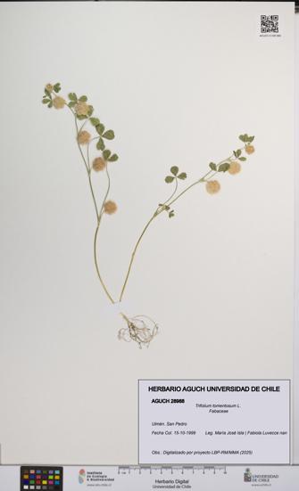 Trifolium tomentosum [Espécimen: UCH:AGUCH:0028988]