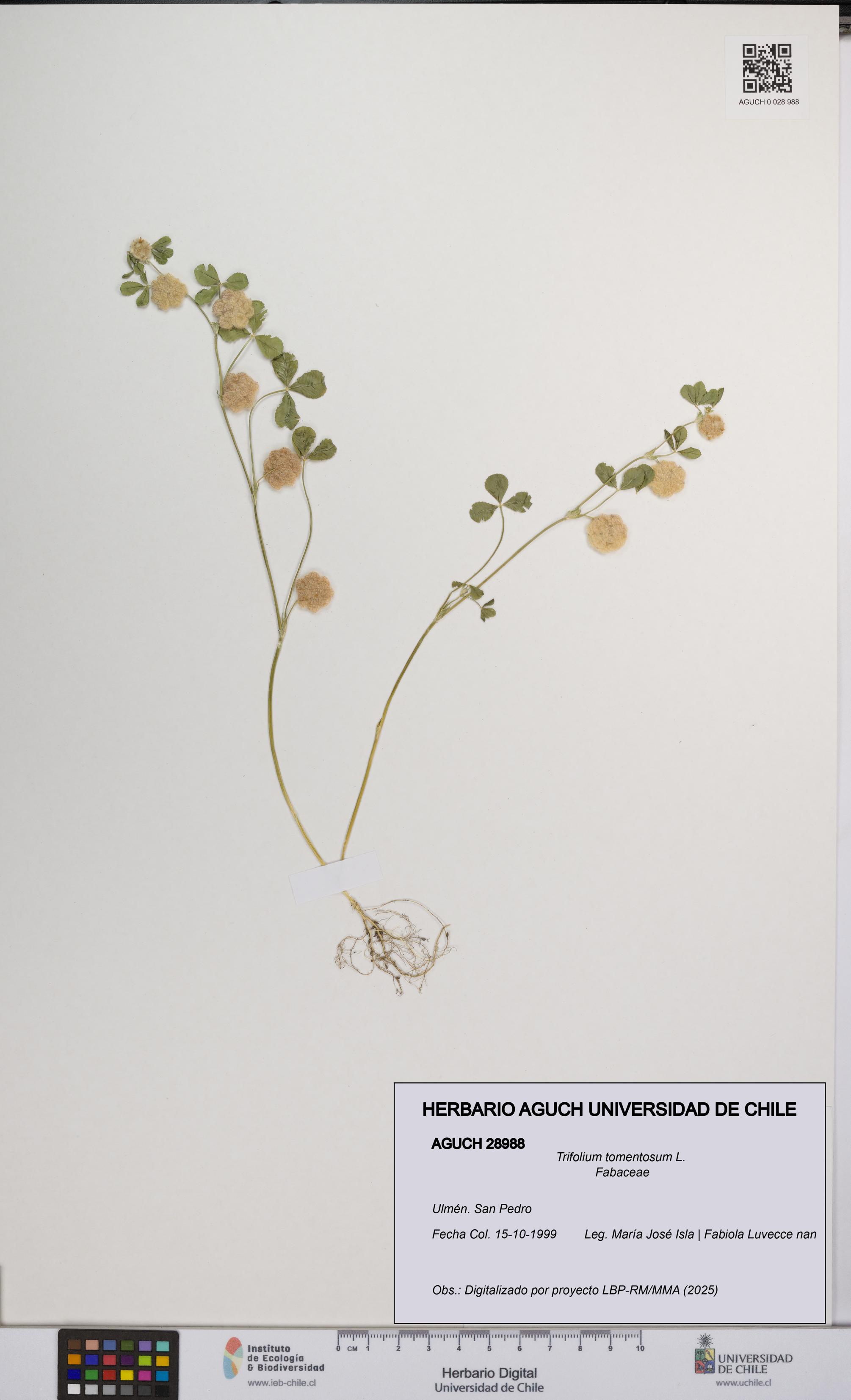 Trifolium tomentosum [Espécimen: UCH:AGUCH:0028988]