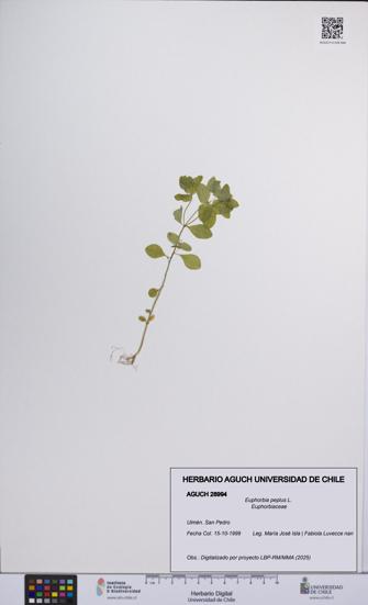 Euphorbia peplus [Espécimen: UCH:AGUCH:0028994]