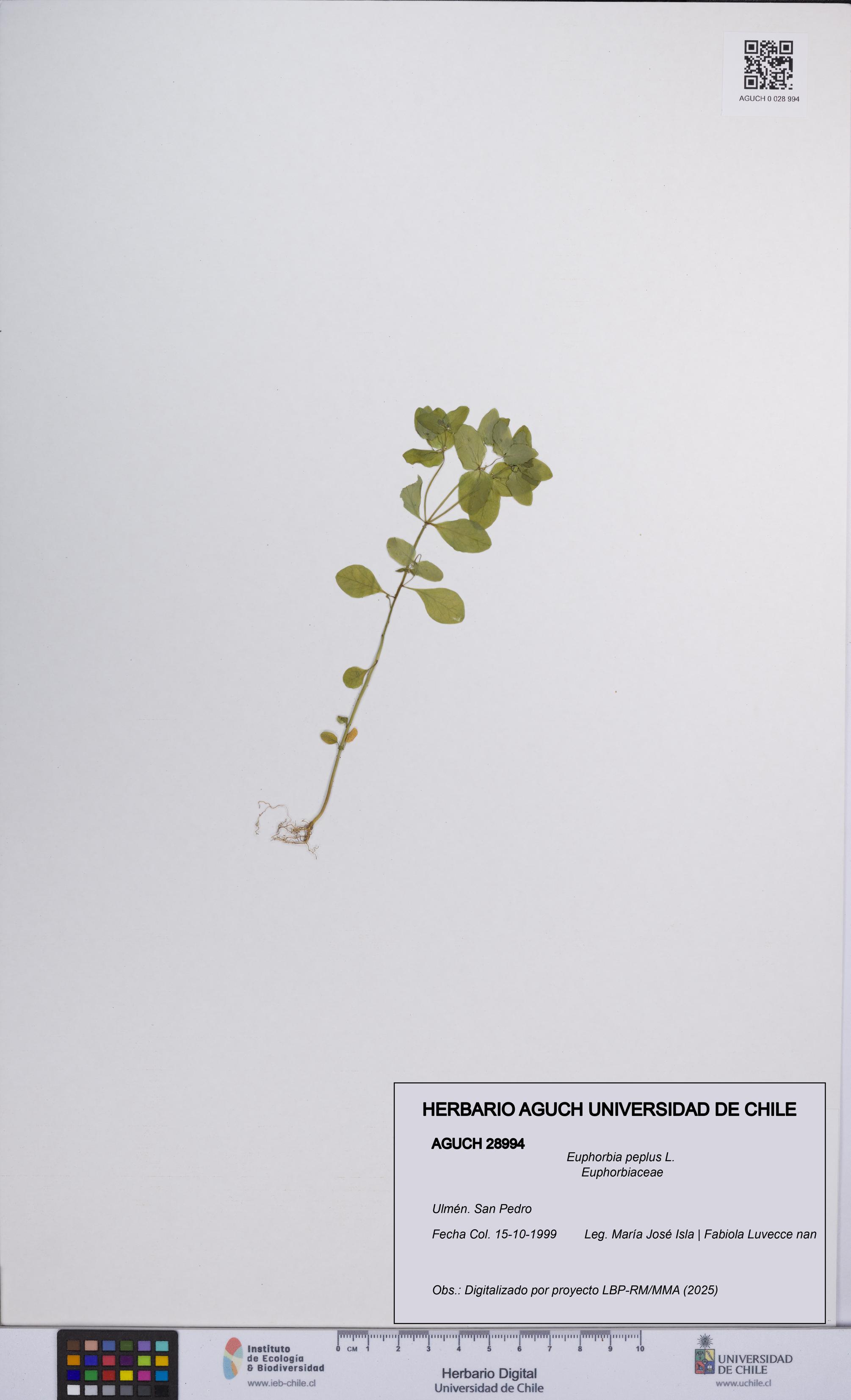 Euphorbia peplus [Espécimen: UCH:AGUCH:0028994]