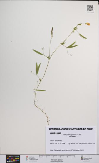 Lathyrus magellanicus [Espécimen: UCH:AGUCH:0028997]