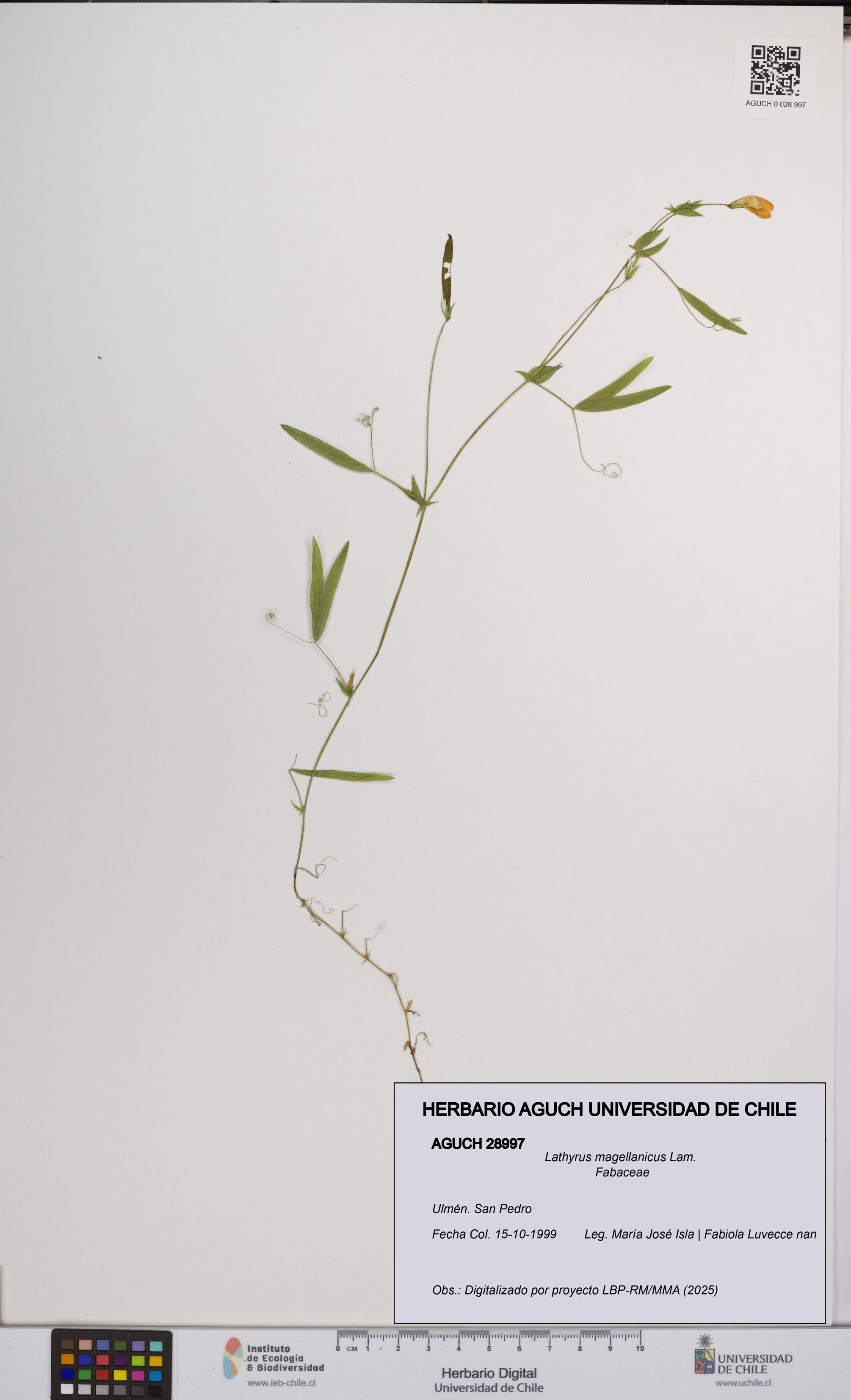 Lathyrus magellanicus [Espécimen: UCH:AGUCH:0028997]