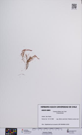 Crassula tillaea [Espécimen: UCH:AGUCH:0029001]